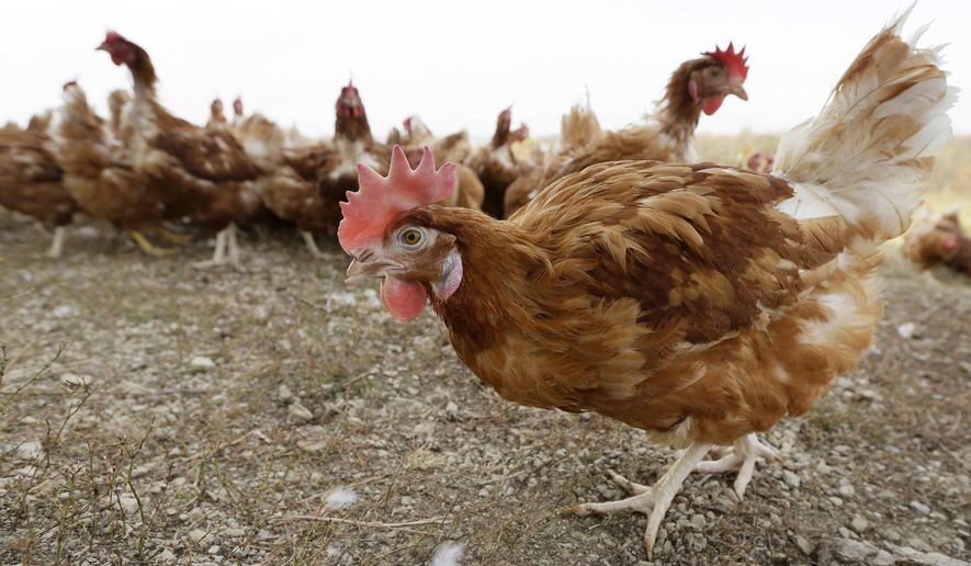 Chickens walk in a fenced pasture at an organic farm near Waukon, Iowa on Oct. 21, 2015. The bird flu outbreak that led to the deaths of millions of chickens and turkeys in the U.S. in 2022 appears to finally be waning, but experts caution the virus hasn&#39;t disappeared and another surge in cases is possible this fall. (AP Photo/Charlie Neibergall, File) **FILE**