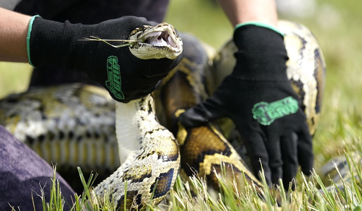 NextImg:Hunters nab ‘dinosaur,’ second-heaviest Burmese python ever caught in Florida