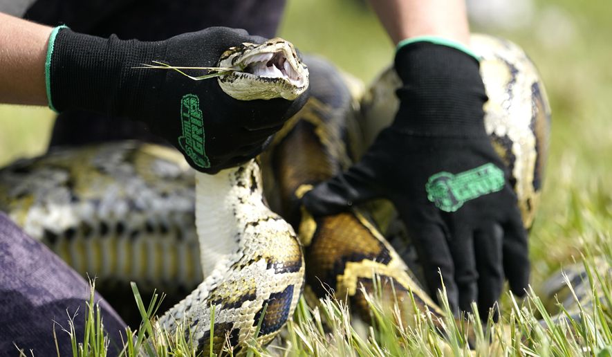 A Burmese python is held during a safe capture demonstration where Florida Gov. Ron DeSantis announced on June 16, 2022, at a media event that registration for the 2022 Florida Python Challenge has opened for the annual 10-day event to be held Aug 5-14, 2022, in Miami. The Python Challenge is intended to engage the public in participating in Everglades conservation through invasive species removal of the Burmese python. (AP Photo/Lynne Sladky)