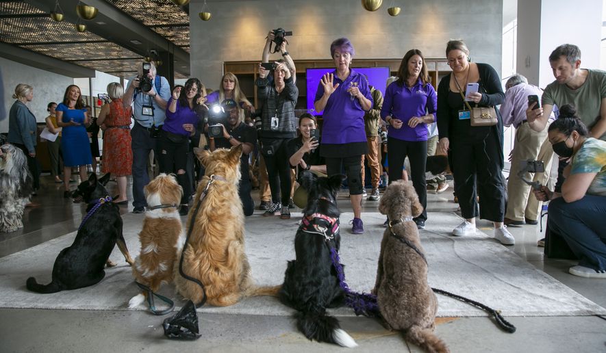 News media members with cameras take photos of dogs at a Westminster Kennel Club dog show preview event along with canine handlers in New York, Thursday, June 16, 2022. The dogs get the spotlight, but the upcoming show is also illuminating a human issue: veterinarians&#39; mental health. (AP Photo/Ted Shaffrey)