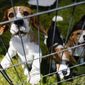 Beagles wait in a pen before competing in the146th Westminster Kennel Club Dog show, Monday, June 20, 2022, in Tarrytown, N.Y. (AP Photo/Mary Altaffer)
