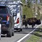 A &quot;bison jam&quot; of backed-up traffic waiting for bison to cross the road is seen in the Hayden Valley, Wednesday, June 22, 2022, in Yellowstone National Park, Wyo. The park partially reopened Wednesday after being closed for more than a week because of flooding. (AP Photo/Matthew Brown) **FILE**