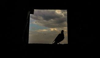 A pigeons sits by a window mesh inside the house of a Kashmiri pigeon handler in Srinagar, Indian controlled Kashmir, June 17, 2022. The centuries-old tradition of pigeon keeping has remained ingrained to life in the old quarters of Srinagar where flocks of pigeons on rooftops, in the courtyards of mosques and shrines and around marketplaces are a common sight. Many of these are domesticated, raised by one of the thousands of pigeon keepers there. (AP Photo/Mukhtar Khan)