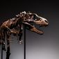 A Gorgosaurus dinosaur skeleton, the first to be offered at auction, is displayed at Sotheby&#39;s New York, Tuesday, July 5, 2022, in New York. (AP Photo/Julia Nikhinson)