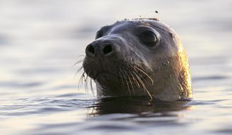 A harbor seal pokes its head out of the water in Casco Bay, Thursday, July 30, 2020, off Portland, Maine. An usual number of seals have been getting stranded and dying off Maine this summer, and avian influenza is to blame, the federal government said Tuesday July 5, 2022. (AP Photo/Robert F. Bukaty, File)