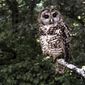 In this June 1995, file photo a Northern Spotted owl sits on a branch in Point Reyes, Calif. Wildlife officials say the northern spotted owl has been listed under the California Endangered Species Act. A federal judge on July 5, 2022, threw out a host of actions by the Trump administration to roll back protections for endangered or threatened species, a year after the Biden administration said it was moving to strengthen those species protections.  (AP Photo/Tom Gallagher, File)
