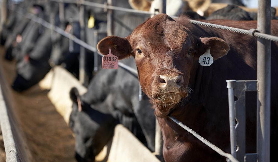 In this June 10, 2020 file photo, cattle occupy a feedlot in Columbus, Neb. (AP Photo/Nati Harnik, File)