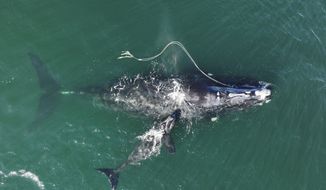 This photograph provided by the Georgia Department of Natural Resources shows an endangered North Atlantic right whale entangled in fishing rope being sighted with a newborn calf on Dec. 2, 2021, in waters near Cumberland Island, Ga. A federal circuit court has reinstated a ban on lobster fishing gear in a nearly 1,000-square-mile area off New England on Wednesday July 13, 2022 to try to protect endangered whales. The National Marine Fisheries Service issued new regulations last year that prohibited lobster fishing with vertical buoy lines in part of the fall and winter in the area. The ruling was intended to prevent North Atlantic right whales, which number less than 340, from becoming entangled. (Georgia Department of Natural Resources/NOAA Permit #20556 via AP)