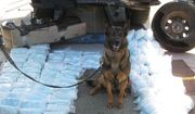 The U.S. Border Patrol says a drug-sniffing dog helped capture a suspect accused of smuggling 250 pounds of fentanyl worth more than $3 million early Monday, July 18, 2022. (Image: Courtesy of the U.S. Border Patrol)