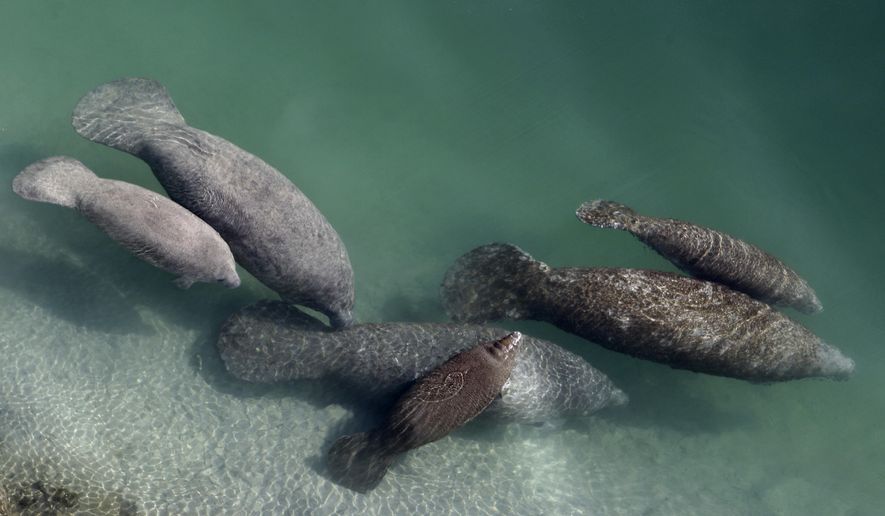 A group of manatees are pictured in a canal where discharge from a nearby Florida Power &amp;amp; Light plant warms the water in Fort Lauderdale, Fla., on Dec. 28, 2010. Fewer manatee deaths have been recorded so far this year in Florida compared to the record-setting numbers in 2021 but wildlife officials cautioned, Wednesday, July 20, 2022, that chronic starvation remains a dire and ongoing threat to the marine mammals. (AP Photo/Lynne Sladky, File)