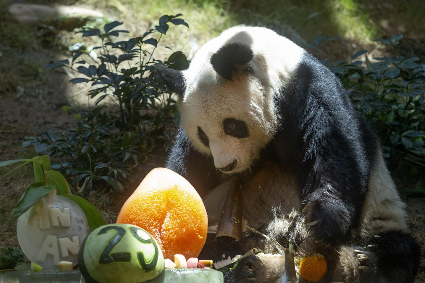 Dünyanın en yaşlı erkek dev pandası Hong Kong'da 35 yaşında öldü