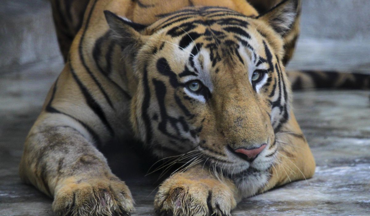 NextImg:Tigers temporarily escape Georgia zoo during tornado