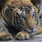 A Royal Bengal tiger rests at its enclosure at the Alipore zoo in Kolkata, India, Monday, July 29, 2019. A pair of tigers (not pictured) briefly escaped from their enclosure in rural Georgia over the weekend after the zoo suffered damage from severe weather that spawned a tornado nearby. (AP Photo/Bikas Das, File)