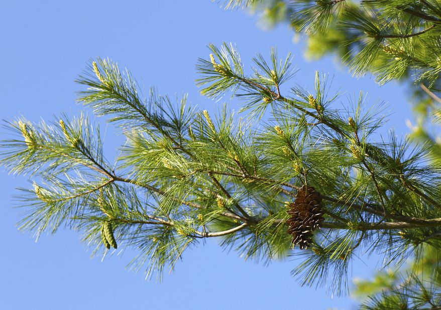 An Eastern White Pine tree stands against a brilliant blue sky. (File photo by Songlin Fei/Purdue University via Associated Press).