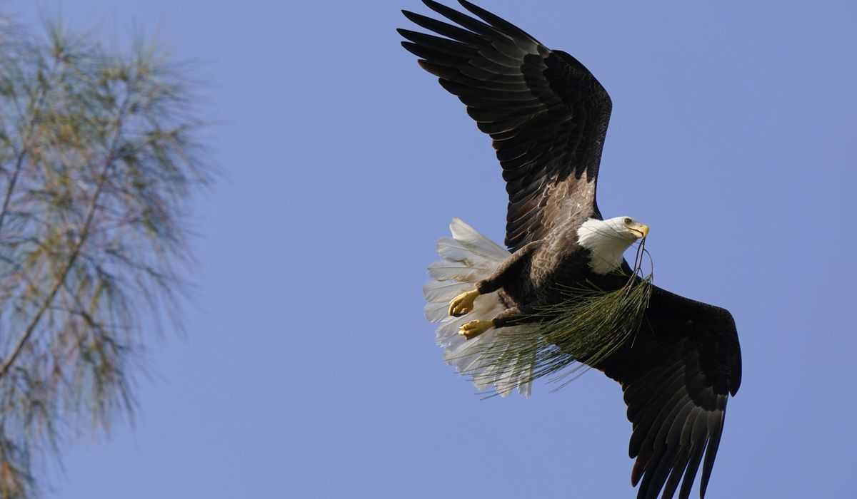 NextImg:Nebraska cops arrest Hondurans for killing bald eagle with intention to eat it
