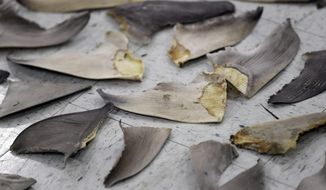 Confiscated shark fins are shown during a news conference, Thursday, Feb. 6, 2020, in Doral, Fla. A spate of recent criminal indictments highlights how U.S. companies, taking advantage of a patchwork of federal and state laws, are supplying a market for fins that activists say is as reprehensible as the now-illegal trade in elephant ivory once was. (AP Photo/Wilfredo Lee, File)
