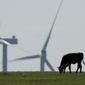 A cow grazes in a pasture as wind turbines rise in the distance, April 27, 2020, near Reading, Kan. (AP Photo/Charlie Riedel, File)