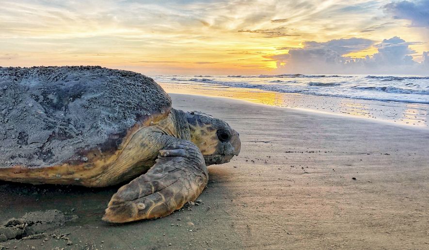 In this June 30, 2019, photo provided by the Georgia Department of Natural Resources, a loggerhead sea turtle returns to the ocean after nesting on Ossabaw Island, Ga. Rare sea turtles that spend summers laying eggs on Southern beaches have crawled to a new state record in Georgia. The Georgia Department of Natural Resources said Wednesday, Aug. 3, 2022, that more than 3,960 loggerhead sea turtle nests have been counted this year along the Georgia coast. (Georgia Department of Natural Resources via AP, File)