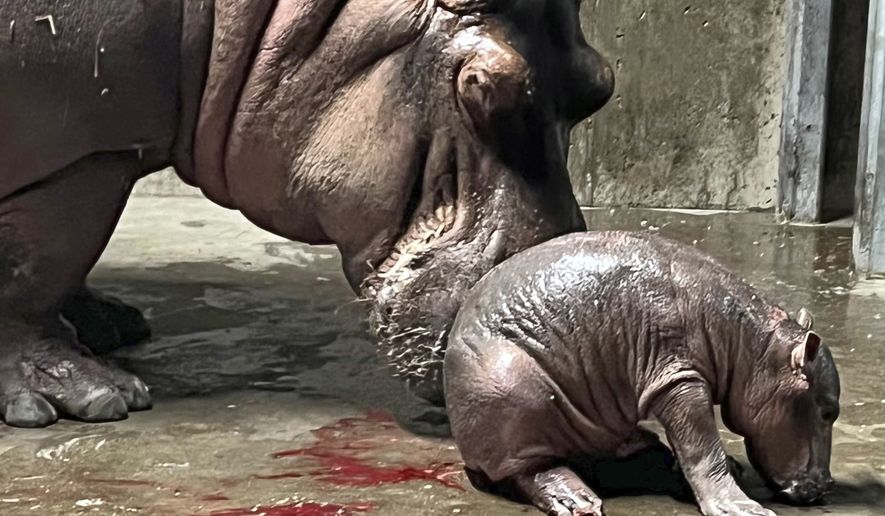 In this photo provided by the Cincinnati Zoo &amp; Botanical Garden, Bibi, a 23-year-old hippopotamus, stands by her new baby, born Wednesday, Aug. 3, 2022. The staff at the zoo discovered the calf&#39;s mother was pregnant around April Fool&#39;s Day. It came as a surprise because she was on birth control. (Cincinnati Zoo &amp; Botanical Garden via AP)