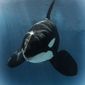 This undated photo provided by SeaWorld San Diego shows killer whale Nakai. The nearly 20-year-old killer whale born at SeaWorld San Diego has died of an infection, the park announced Friday, Aug. 5, 2022. (SeaWorld San Diego via AP)