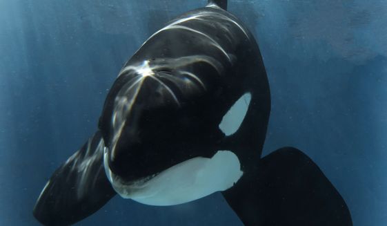 This undated photo provided by SeaWorld San Diego shows killer whale Nakai. The nearly 20-year-old killer whale born at SeaWorld San Diego has died of an infection, the park announced Friday, Aug. 5, 2022. (SeaWorld San Diego via AP)