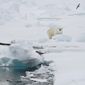 A polar bear stands on an ice floe near the Norwegian archipelago of Svalbard, Friday June 13, 2008. A polar bear attacked a campsite Monday, Aug. 8, 2022 in Norway’s remote Arctic Svalbard Islands, injuring a French tourist, authorities said, adding that the wounds weren&#39;t life-threatening. The bear was later killed. (AP Photo/Romas Dabrukas, File)