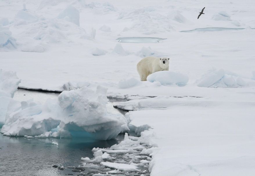 A polar bear stands on an ice floe near the Norwegian archipelago of Svalbard, Friday June 13, 2008. A polar bear attacked a campsite Monday, Aug. 8, 2022 in Norway’s remote Arctic Svalbard Islands, injuring a French tourist, authorities said, adding that the wounds weren't life-threatening. The bear was later killed. (AP Photo/Romas Dabrukas, File)