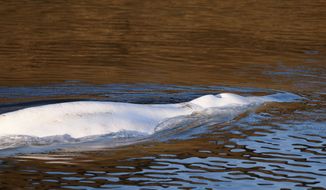 Beluga whale that strayed into France&#x27;s Seine river swims near the Notre-Dame-de-la-Garenne lock in Saint-Pierre-la-Garenne, west of Paris, France, Tuesday, Aug. 9, 2022. (Benoit Tessier / Pool via AP)