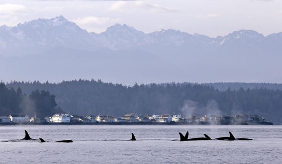 Endangered orcas swim in Puget Sound and in view of the Olympic Mountains just west of Seattle, as seen from a federal research vessel that has been tracking the whales. (AP Photo/Elaine Thompson, File)