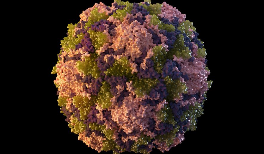 This 2014 illustration made available by the U.S. Centers for Disease Control and Prevention depicts a polio virus particle. The polio virus has been found in New York City’s wastewater in another sign that the disease, which hadn’t been seen in the U.S. in a decade, is quietly spreading among unvaccinated people, health officials said Friday, Aug. 12, 2022. (Sarah Poser, Meredith Boyter Newlove/CDC via AP, File)  **FILE**