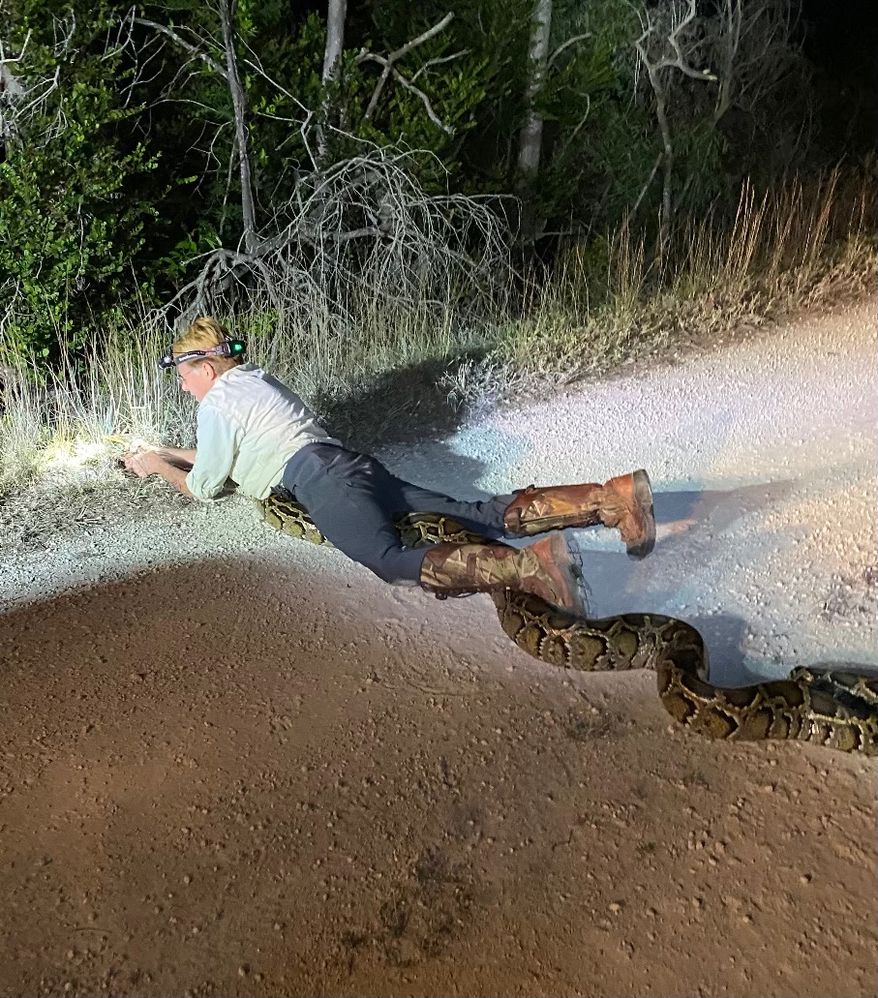Beth Koehler wrestles a Burmese Python in Florida's Big Cypress Preserve.
(Photo by Peggy Van Gorder)