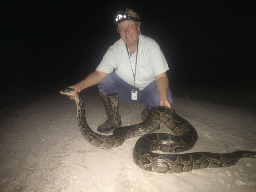 Snake wrangler Peggy Van Gorder holds a Burmese Python she captured in South Florida as part of the state&#39;s python eradication program. (Photo by Beth Koehler)