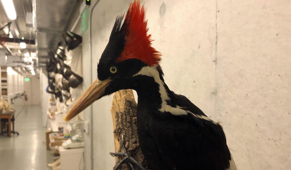 NextImg:Feds remove 21 now extinct species from endangered list
