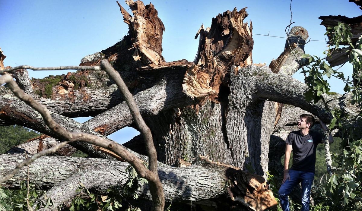 NextImg:Northampton Oak in D.C., estimated to be more than 400 years old, topples on wires, cars and a house