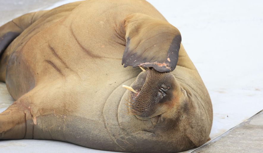 A walrus named Freya at the waterfront in Frognerstranda in Oslo, Norway, Monday July 18, 2022. Authorities in Norway said Sunday, Aug. 14, 2022 they have euthanized a walrus that had drawn crowds of spectators in the Oslo Fjord after concluding that it posed a risk to humans. (Tor Erik Schrøder/NTB Scanpix via AP)
