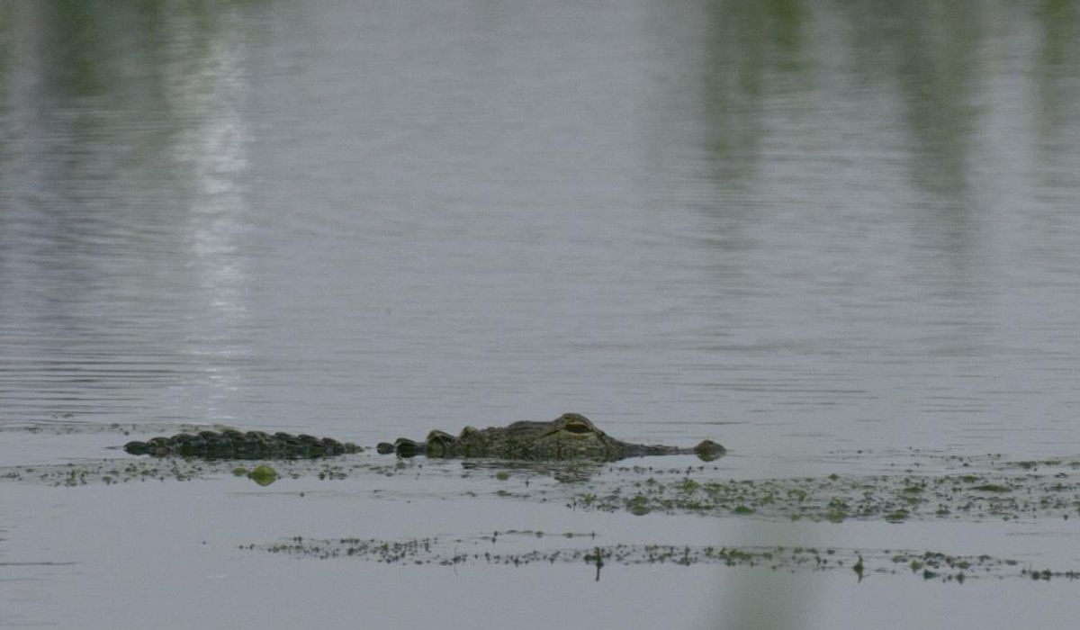 NextImg:Gator bites snorkeler in U.S. Forest Service swim area in Florida