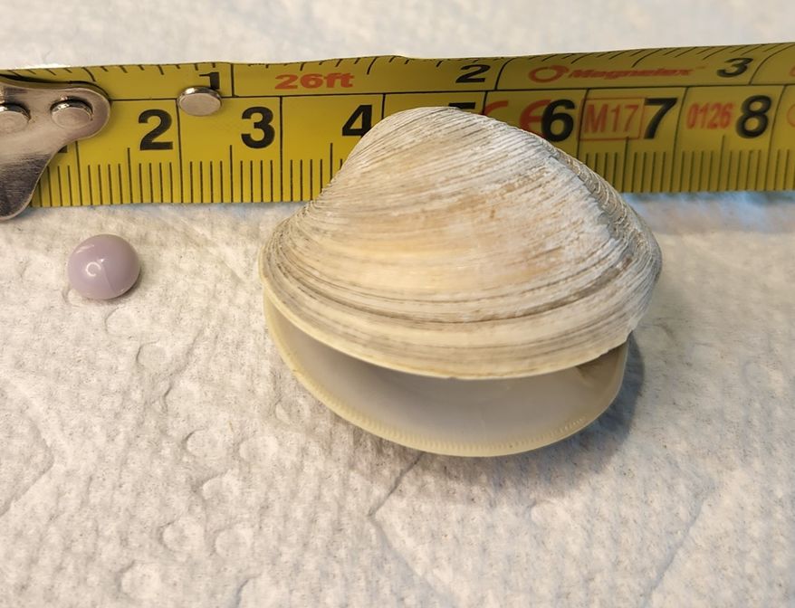 Scott Overland was dining in Rehoboth Beach when he bit down on something hard in a $14 clam appetizer: a purple pearl. Although pearls are associated mainly with oysters, they are capable of forming in other mollusks like clams. (Photo courtesy of Scott Overland.)