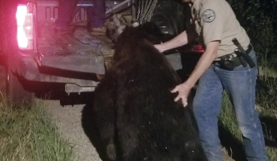 In this photo provided by Ken Mauldin, Colorado Parks and Wildlife officers load a roughly 400-pound bear into a truck bed after the animal broke into a home and was shot and killed by the homeowner in Steamboat Springs, Colo., Saturday, Aug. 13, 2022. Colorado Parks and Wildlife spokesperson Rachael Gonzalez said the bear flipped a lever handle door and found dog-food inside the home in the ski-resort town. (Ken Mauldin via AP)