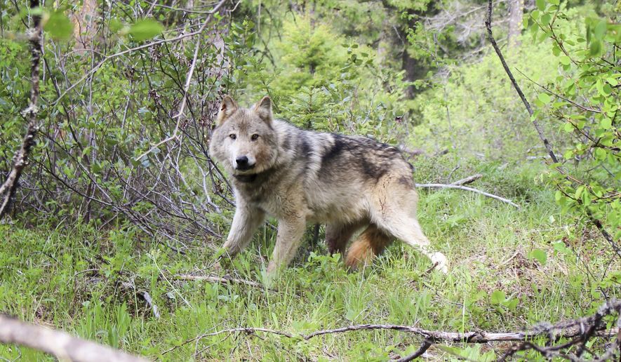 This undated photo courtesy of Washington Department of Fish and Wildlife shows a wolf of the Teanaway Pack fitted with a radio collar in the Teanaway area of Washington's Central Cascades in Washington state. (Washington Department of Fish and Wildlife via AP, File)