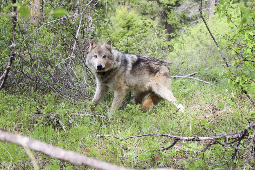 This undated photo courtesy of Washington Department of Fish and Wildlife shows a wolf of the Teanaway Pack fitted with a radio collar in the Teanaway area of Washington's Central Cascades in Washington state. (Washington Department of Fish and Wildlife via AP, File)