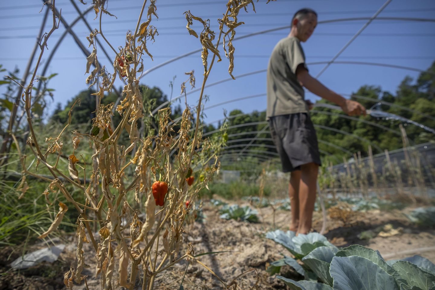 Çinli çiftçiler, kavurucu kuraklık ekinleri soldururken mücadele ediyor