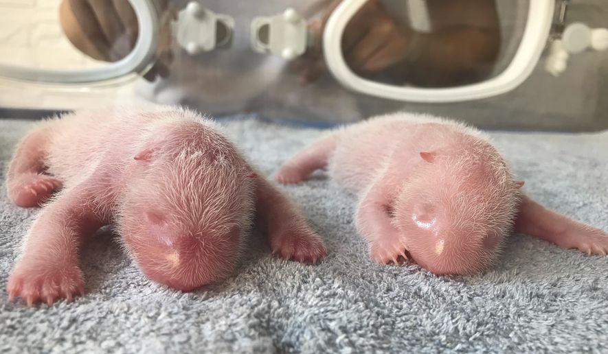 This photo released by Qinling Giant Panda Research Center, shows newly born twin Panda cubs, male at left and female at right, at the center in Xi&#39;an, in northwestern China&#39;s Shaanxi Province on Tuesday, Aug 23, 2022. The male cub weighed 176.4 grams while the female cub weighed 151.2 grams when they were born at the on Tuesday morning, according to the Qinling Panda Research Center. (Qinling Giant Panda Research Center via AP)