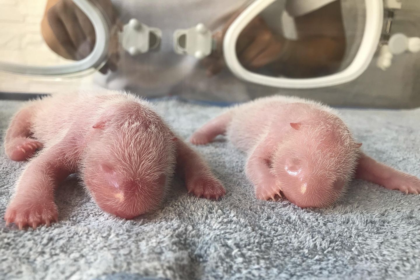 Çin'de doğan panda ikizleri, türlerin hayatta kalma mücadelesi veriyor