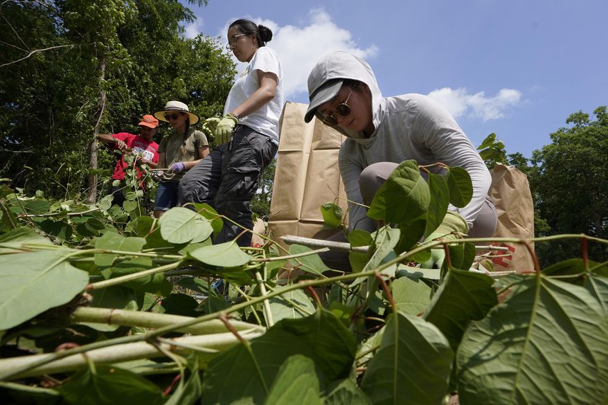 Fin Jones, of Falmouth, Mass., a member of the Mashpee Wampanoag tribe, top center, and Jessica Tran, right, of St. Paul, Minn., work to remove invasive plant species at the Wampanoag Common Lands project, in Kingston, Mass., Tuesday, Aug. 2, 2022. The project by the Native Land Conservancy is among efforts by tribes and other Native groups nationwide to reclaim and repair lands altered by western civilization. (AP Photo/Steven Senne)