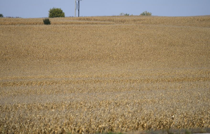 Fields of corn wait for harvest on a farm Friday, Oct. 8, 2021, near Garretson, S.D. The price of wheat, corn and other commodities that make up the basis for much of the world’s food supply fell sharply during summer 2022. (AP Photo/David Zalubowski, File)