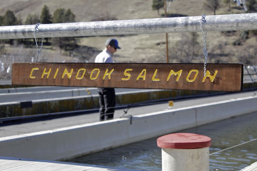 Demian Ebert, the Klamath program manager for PacifiCorp, looks at a tank holding juvenile chinook salmon being raised at the Iron Gate Hatchery at the base of the Iron Gate Dam on March 3, 2020, near Hornbrook, Calif. Federal regulators on Friday, Aug. 26, 2022, issued a final environmental impact statement that supports the demolition of four massive dams on Northern California&#39;s Klamath River to save imperiled migratory salmon. (AP Photo/Gillian Flaccus, File)  **FILE**