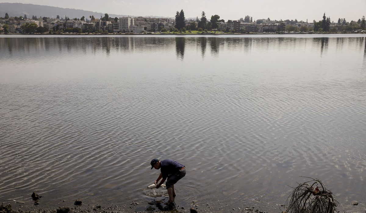 NextImg:Corpse stuffed into a suitcase found floating in lake in Oakland