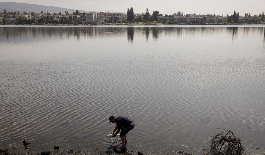 A man picks up a dead fish in Lake Merritt in Oakland, Calif. on Monday, Aug. 29, 2022. A police investigation is underway after a corpse was found stuffed into a suitcase floating on Lake Merritt in Oakland, California. (Brontë Wittpenn)