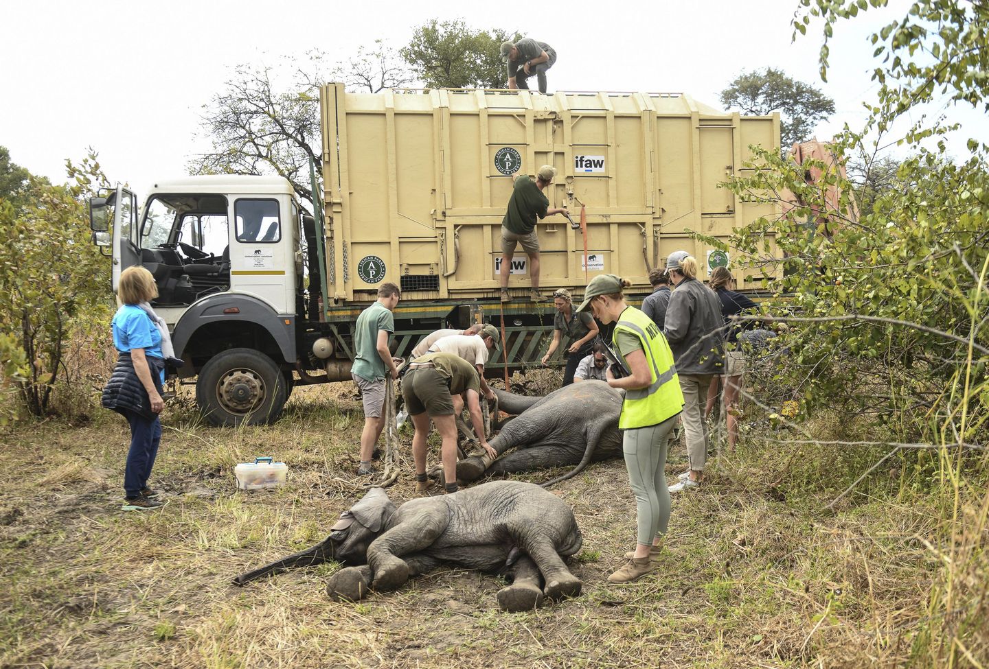 Zimbabve, iklim değişikliği nedeniyle 2.500 vahşi hayvanı hareket ettiriyor