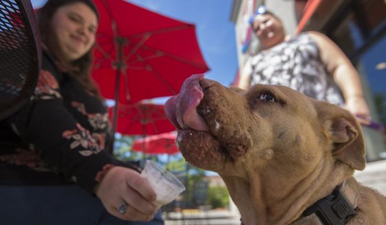 Hailey Caldwell holds a &quot;pup cup&quot; outside a Portsmouth Daily Queen Saturday afternoon, Aug. 13, 2022 with her mother, Cassie Caldwell, both of Suffolk, as they take Morgan, a 5year-old pit bull mix for the afternoon as part of the Portsmouth Humane Society program &quot;Paws Around Ptown.&quot; Morgan enjoyed a cup of vanilla soft-serve ice-cream before spending the afternoon with the Caldwells. (Bill Tiernan/The Virginian-Pilot via AP)